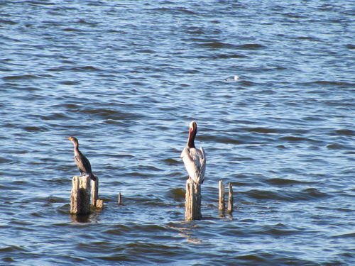 Salton Sea Area - 2015-2020 Photos